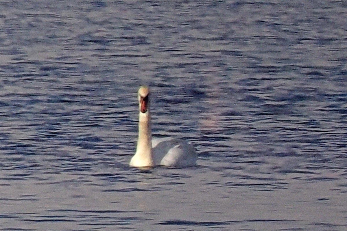 Mute Swan - ML619444513