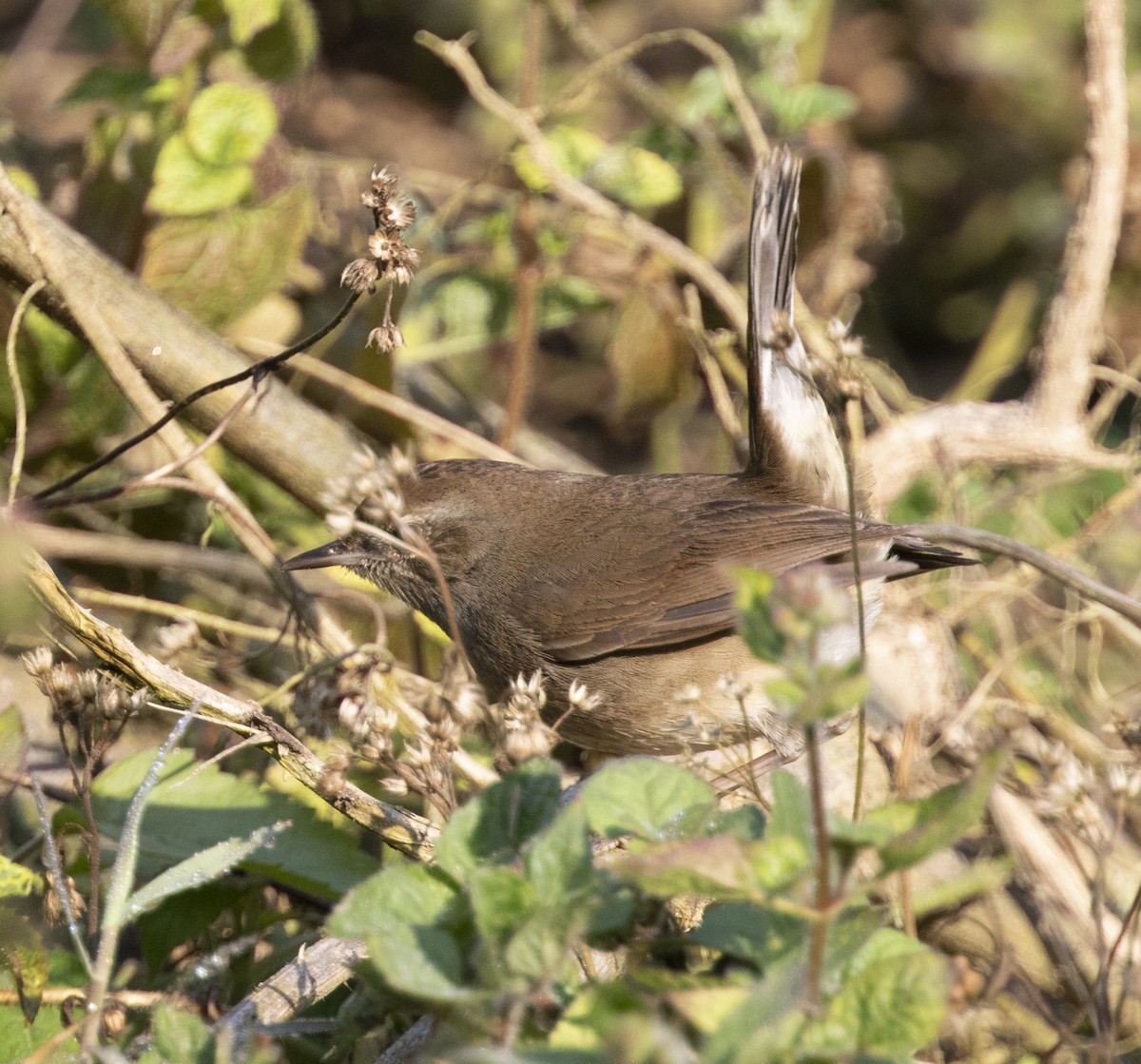 Siberian Rubythroat - David Barton