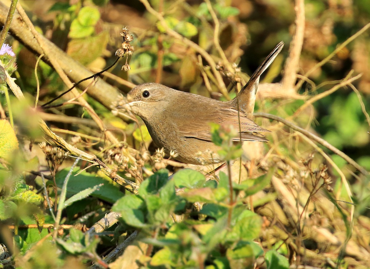 Siberian Rubythroat - David Barton