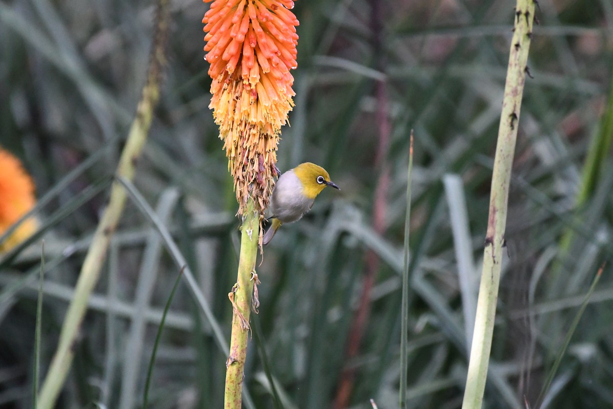 Indian White-eye - Ali Hyder