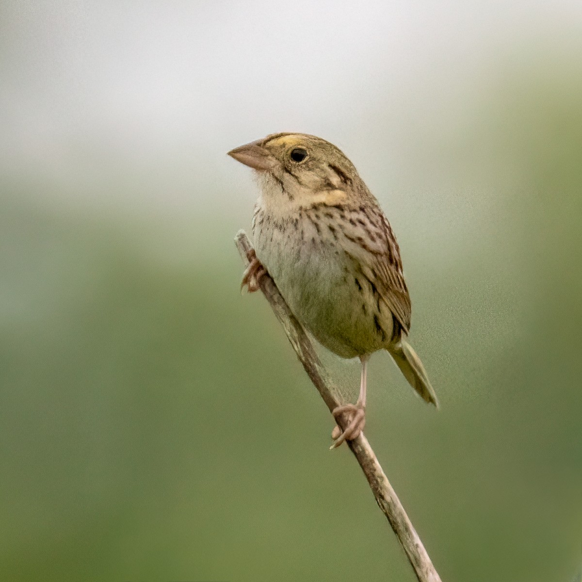 Henslow's Sparrow - ML619444617