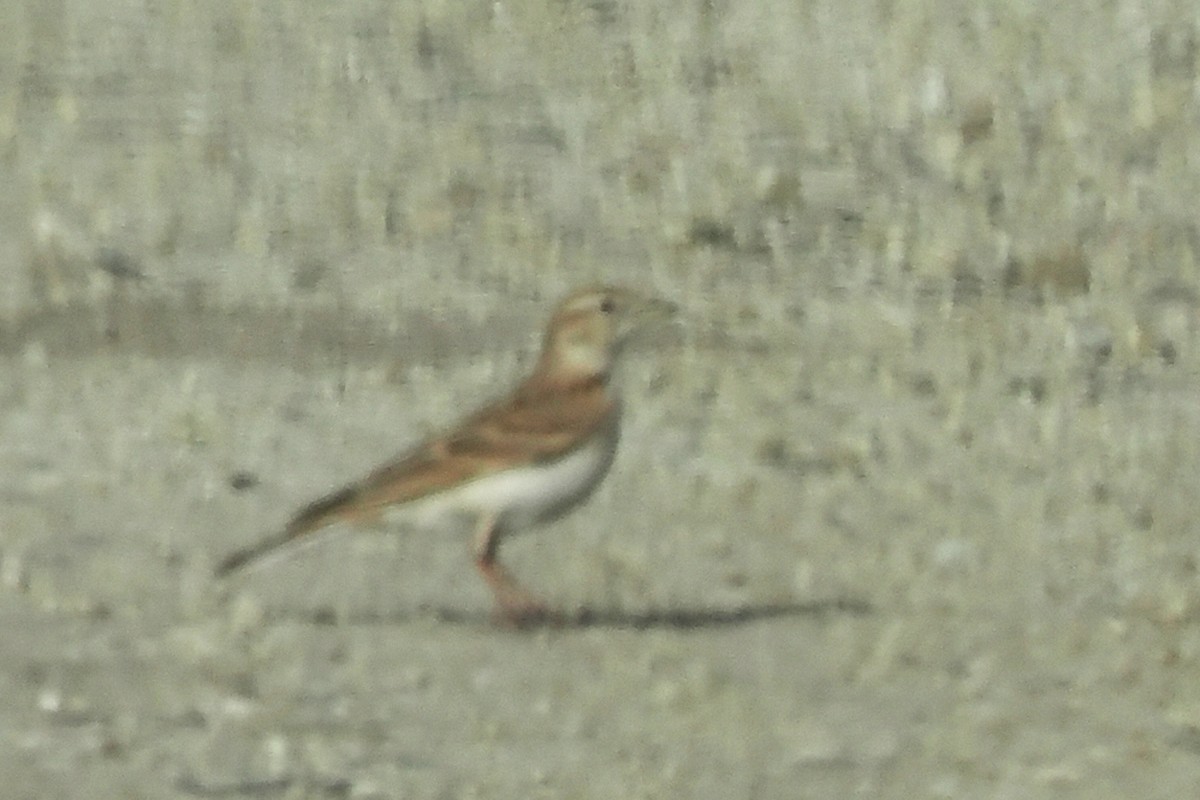 Greater Short-toed Lark - Donna Pomeroy