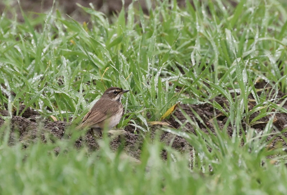 Bluethroat - Will Scott