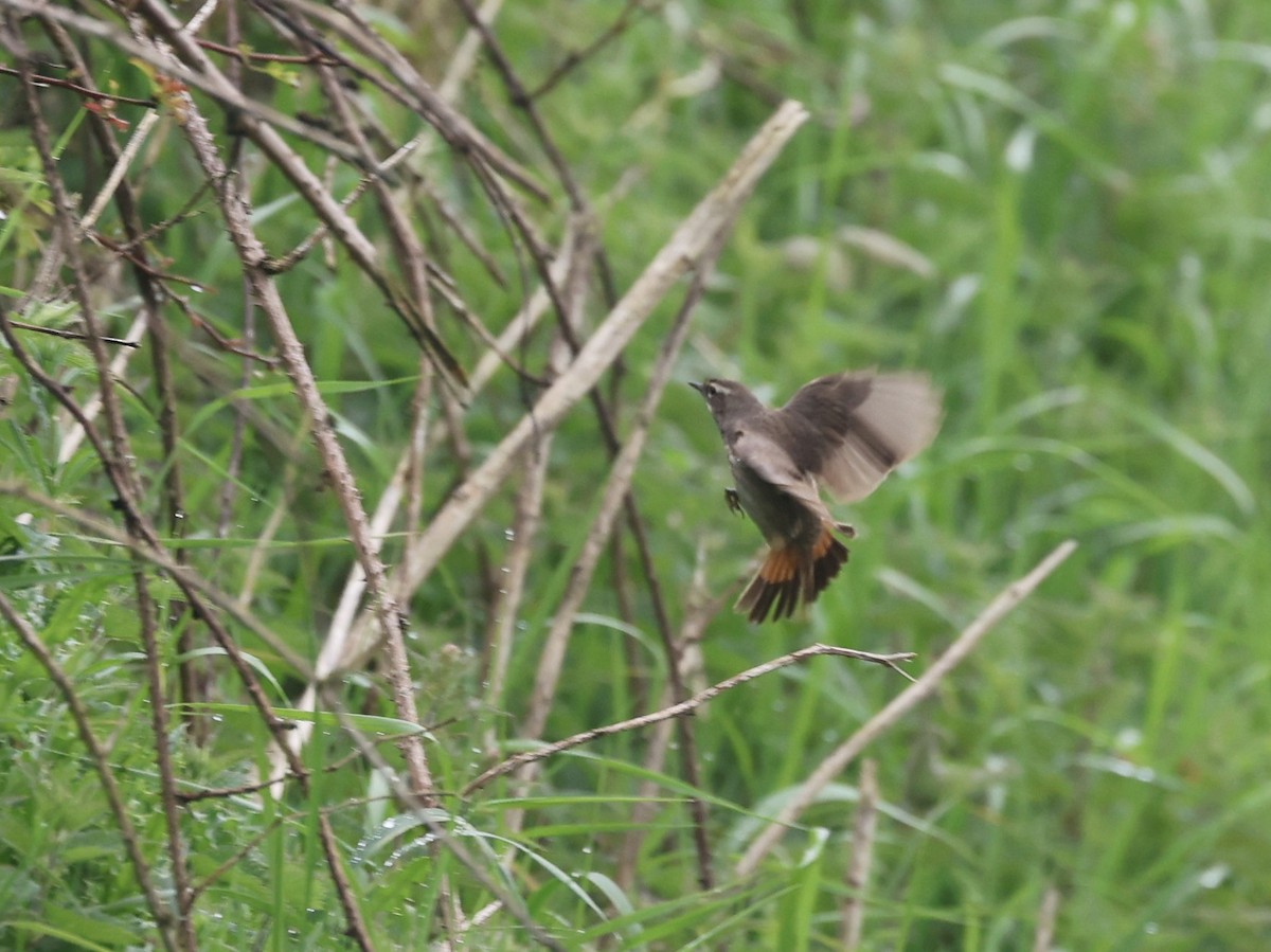 Bluethroat - Will Scott