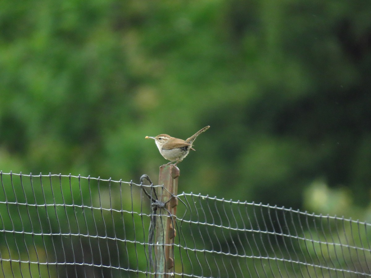 Bewick's Wren - Lisa Larson