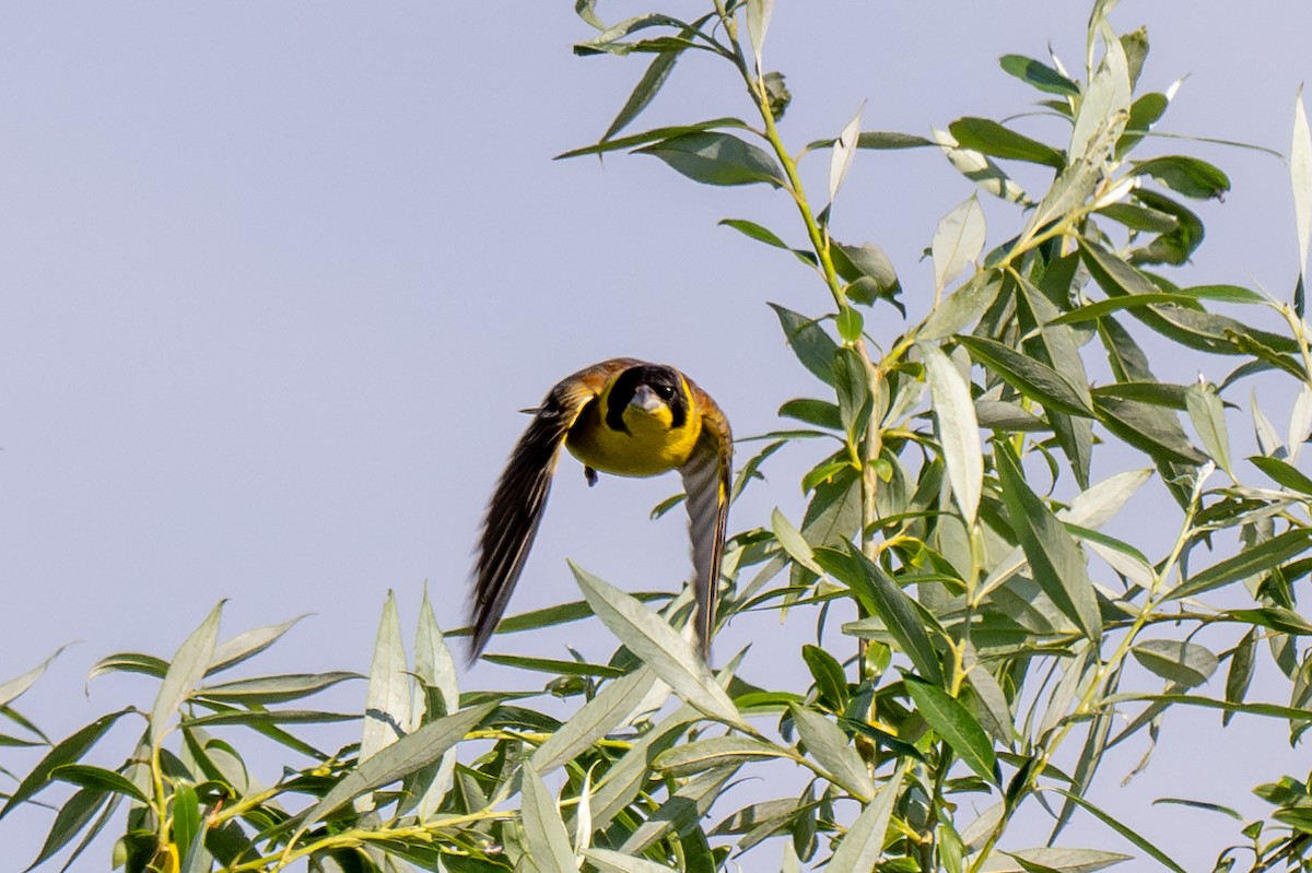 Black-headed Bunting - ML619444631