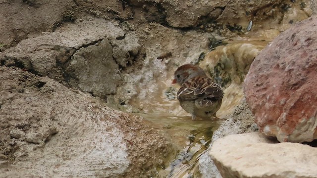 Field Sparrow - ML619444635