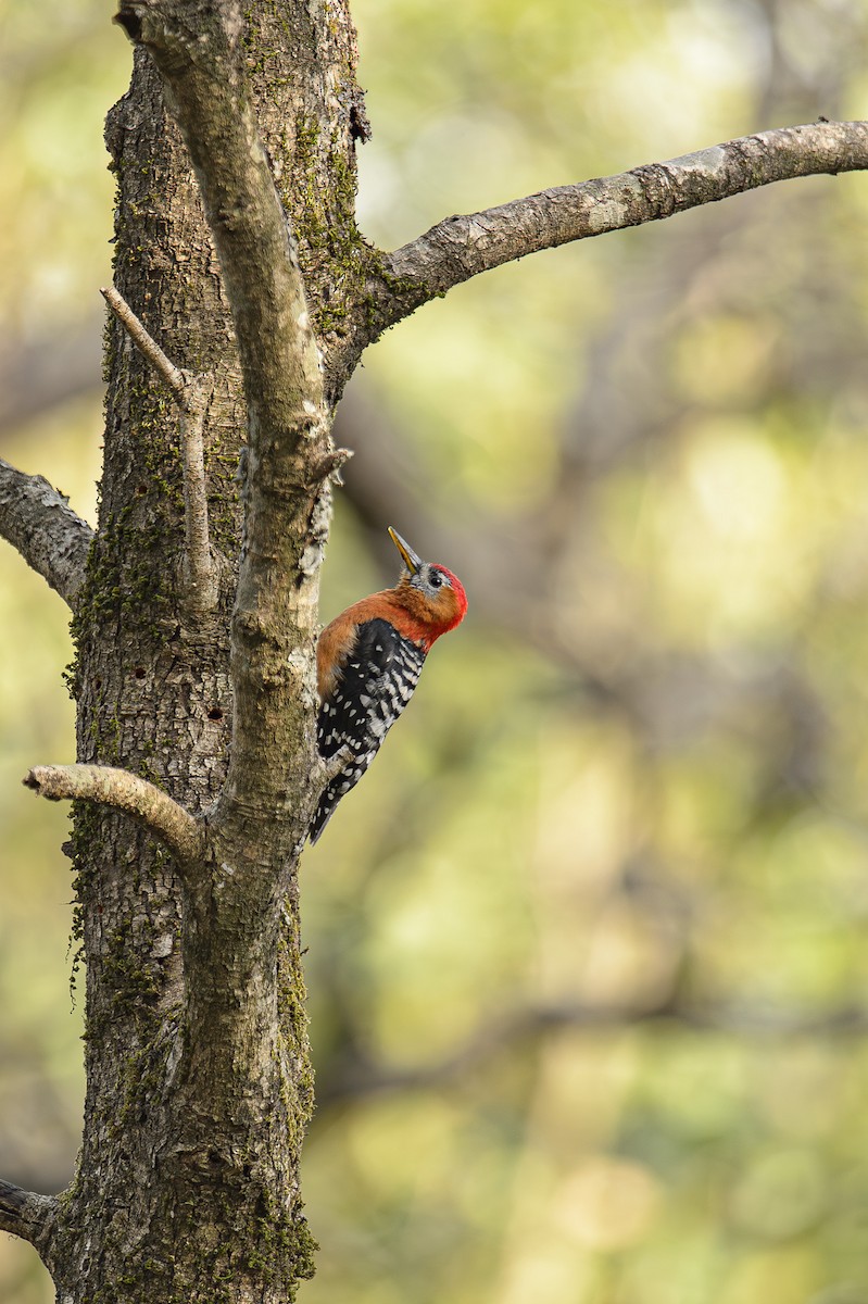 Rufous-bellied Woodpecker - Sudhir Paul
