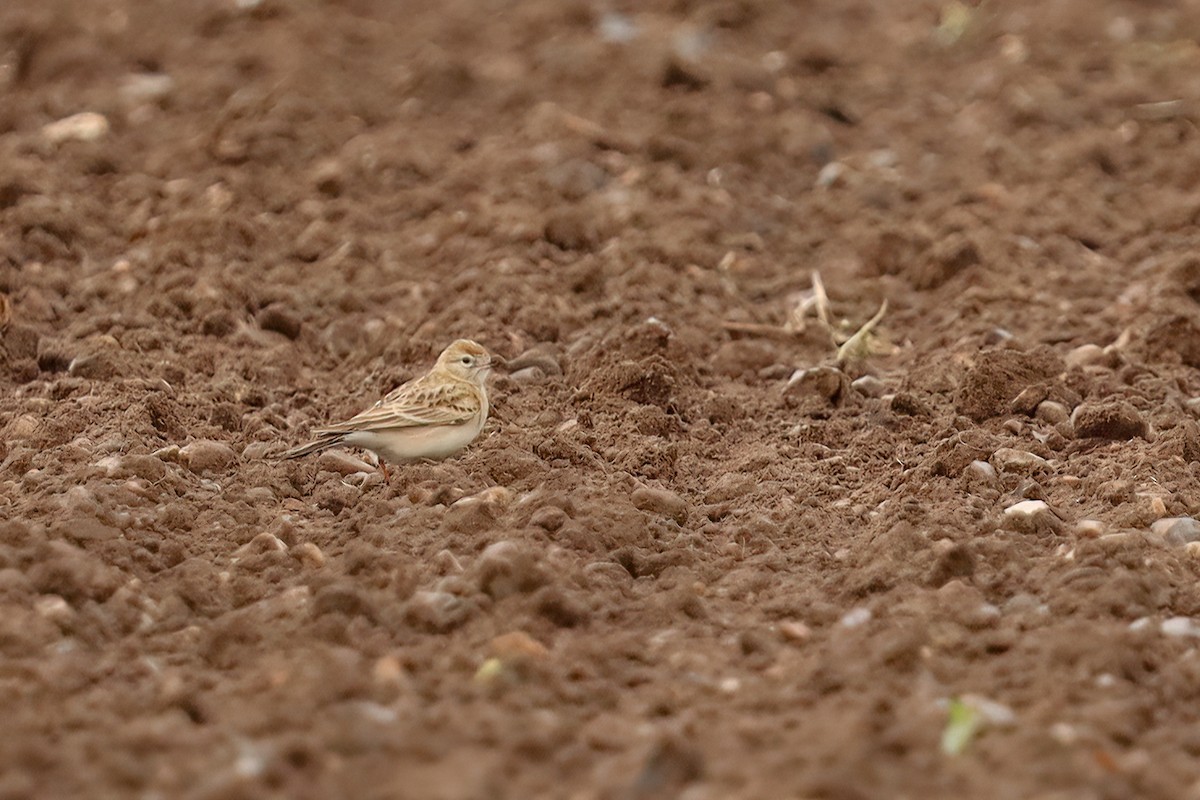 Greater Short-toed Lark - Henry Wyn-Jones