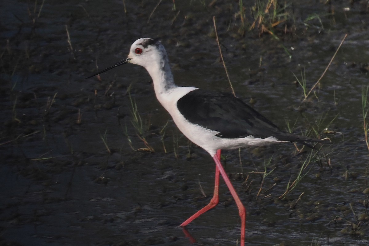 Black-winged Stilt - Donna Pomeroy