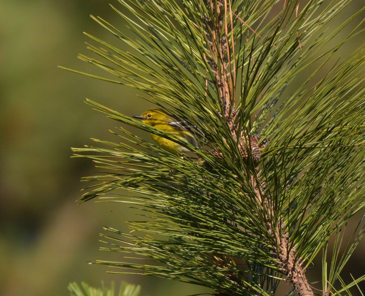 Pine Warbler - ML619444649