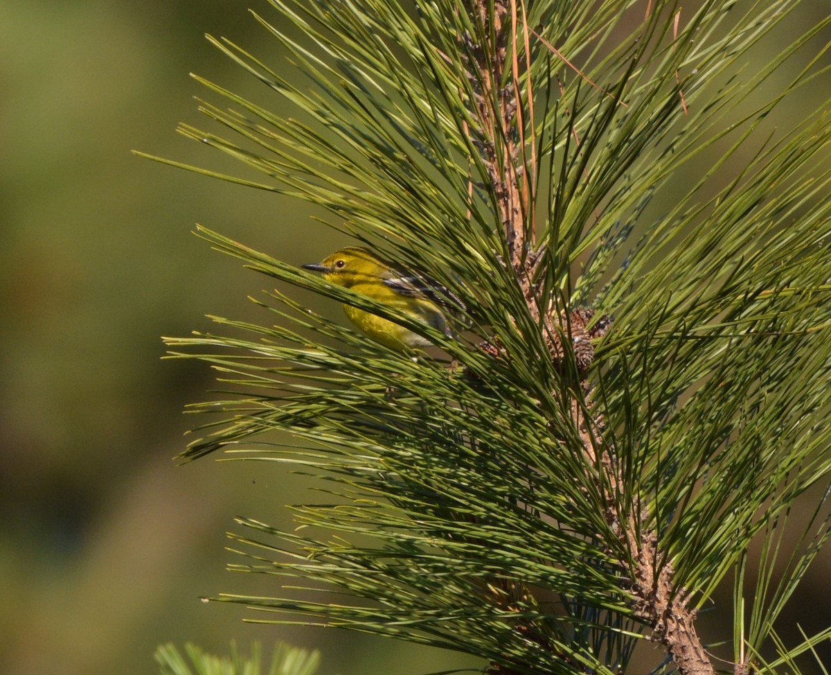 Pine Warbler - Rebekah Boan