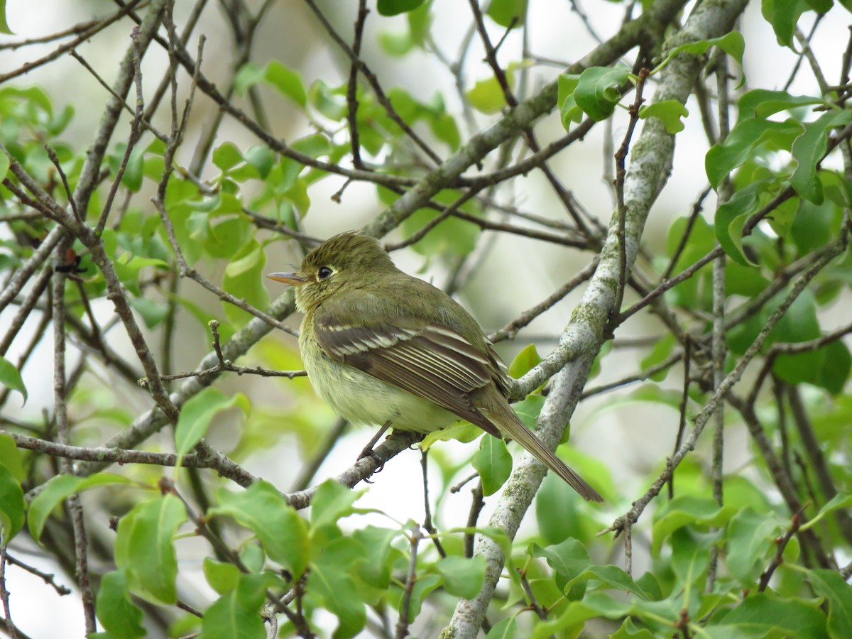 Western Flycatcher (Pacific-slope) - Lisa Larson