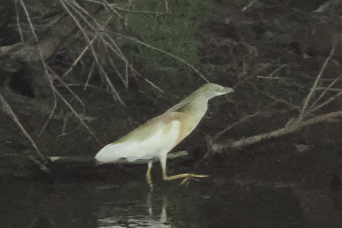 Squacco Heron - Donna Pomeroy