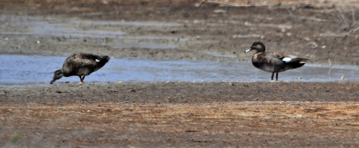 Gadwall - Lael Rudisill