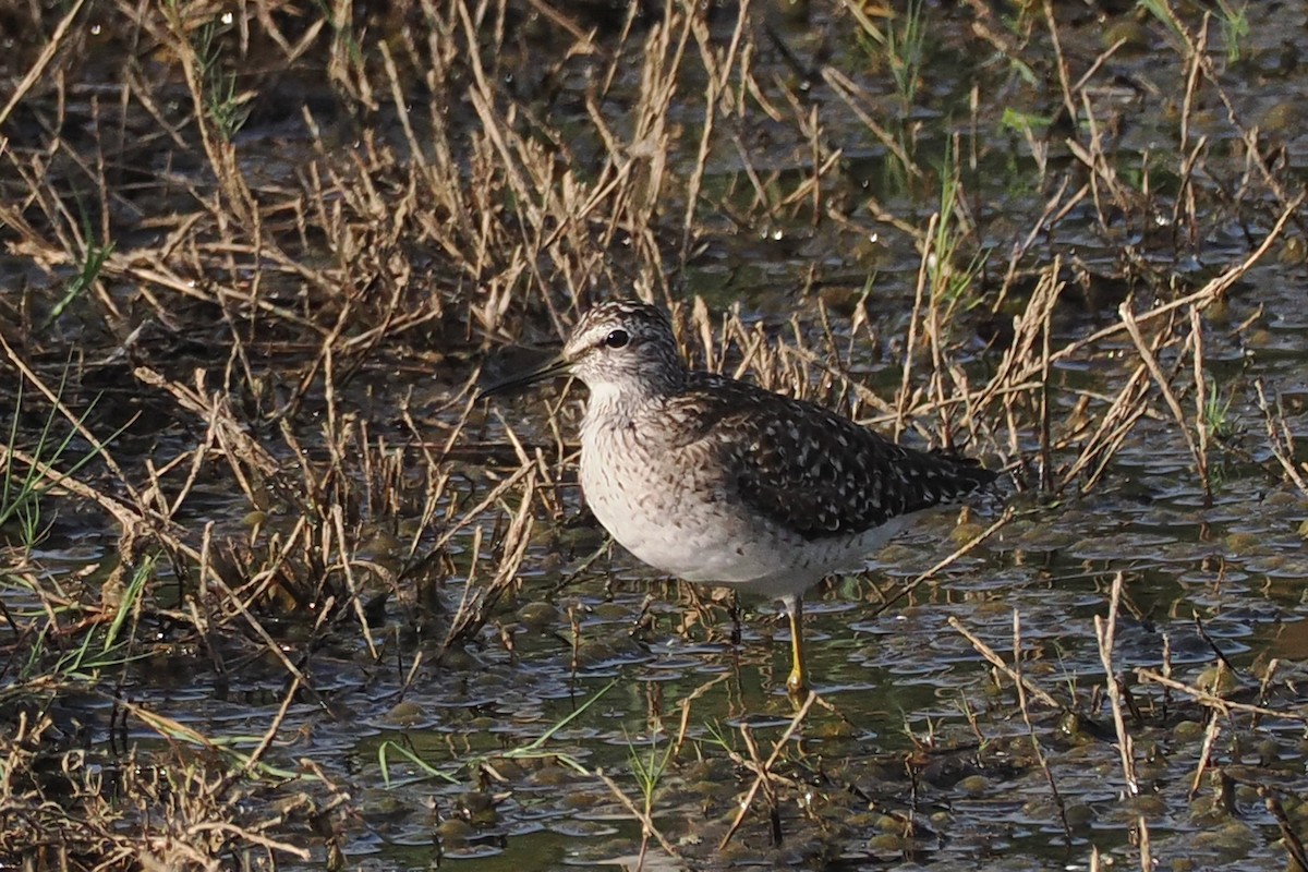 Wood Sandpiper - ML619444672