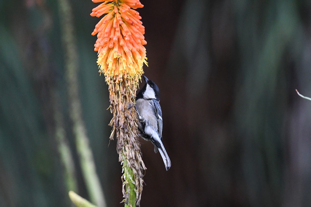 Cinereous Tit - Ali Hyder