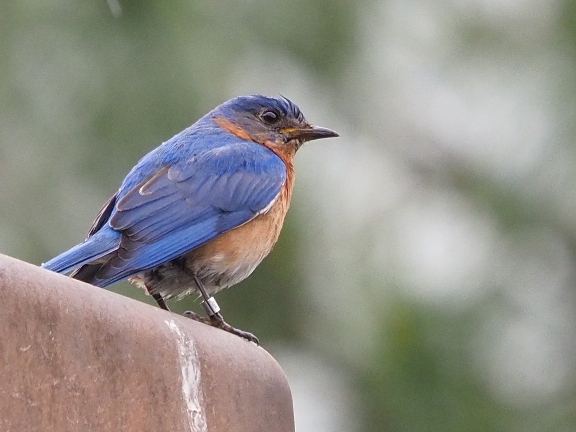 Eastern Bluebird - ML619444685