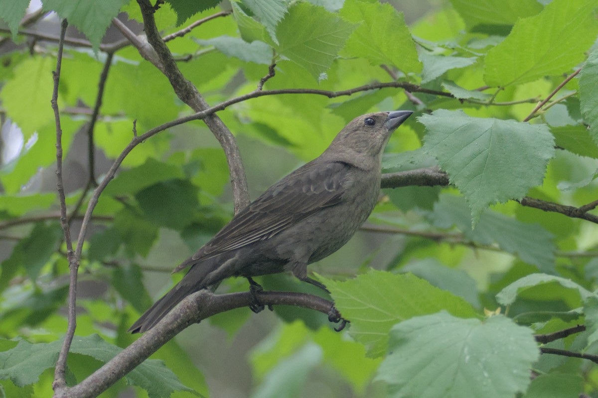 コウウチョウ - ML619444686