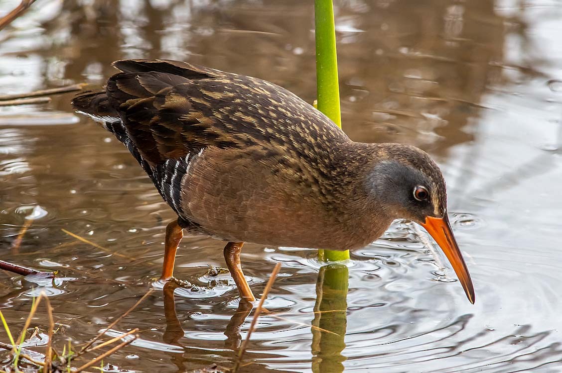 Virginia Rail - JandL Bedard