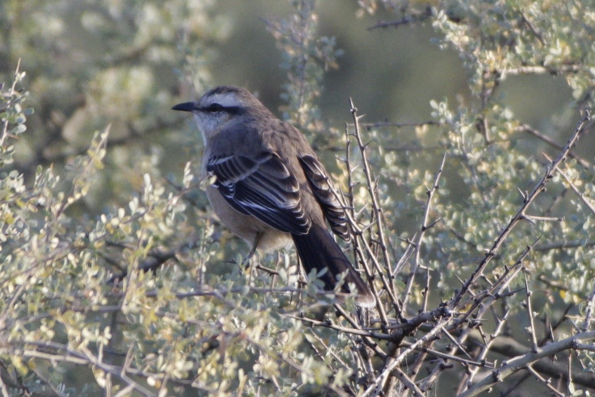 Chalk-browed Mockingbird - Gabriel Carbajales