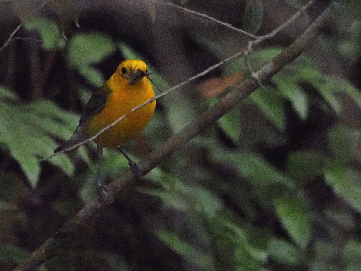 Prothonotary Warbler - ML619444693