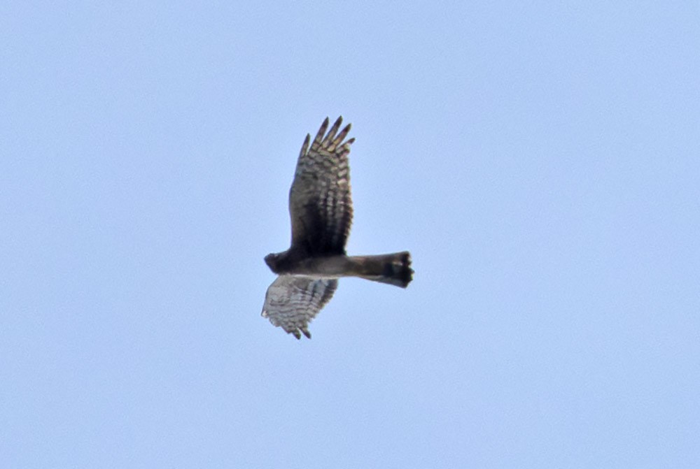 Northern Harrier - Greg “Mob Tapes Я Us” Neise