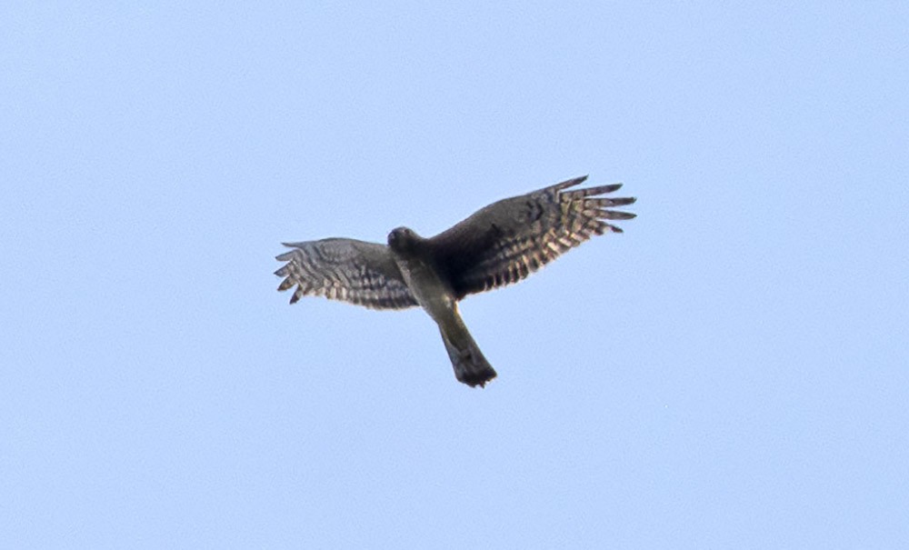Northern Harrier - Greg “Mob Tapes Я Us” Neise