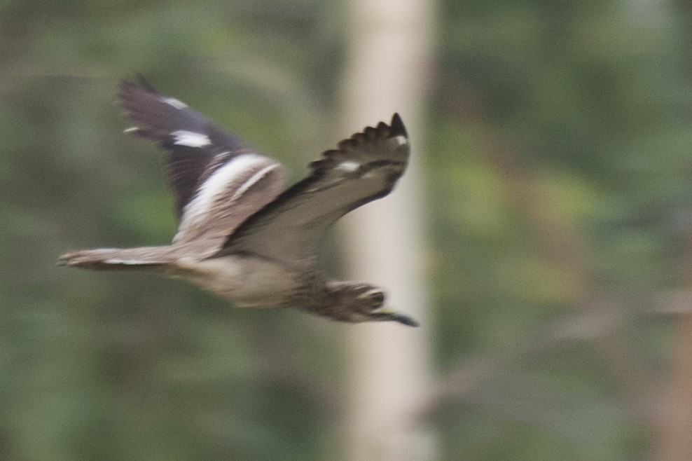 Indian Thick-knee - SOVON PARBAT