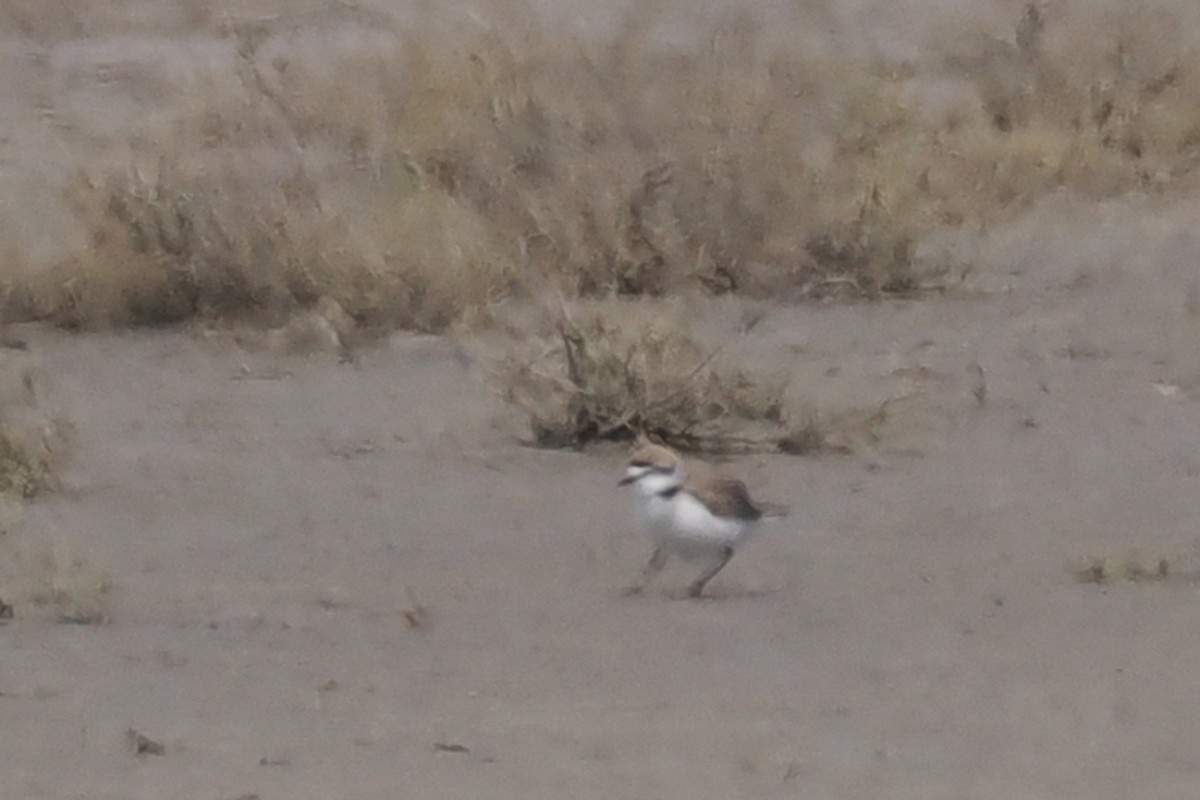 Kentish Plover - Donna Pomeroy