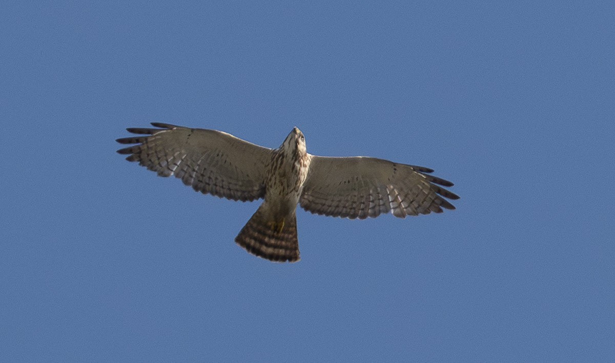 Broad-winged Hawk - Greg “Mob Tapes Я Us” Neise