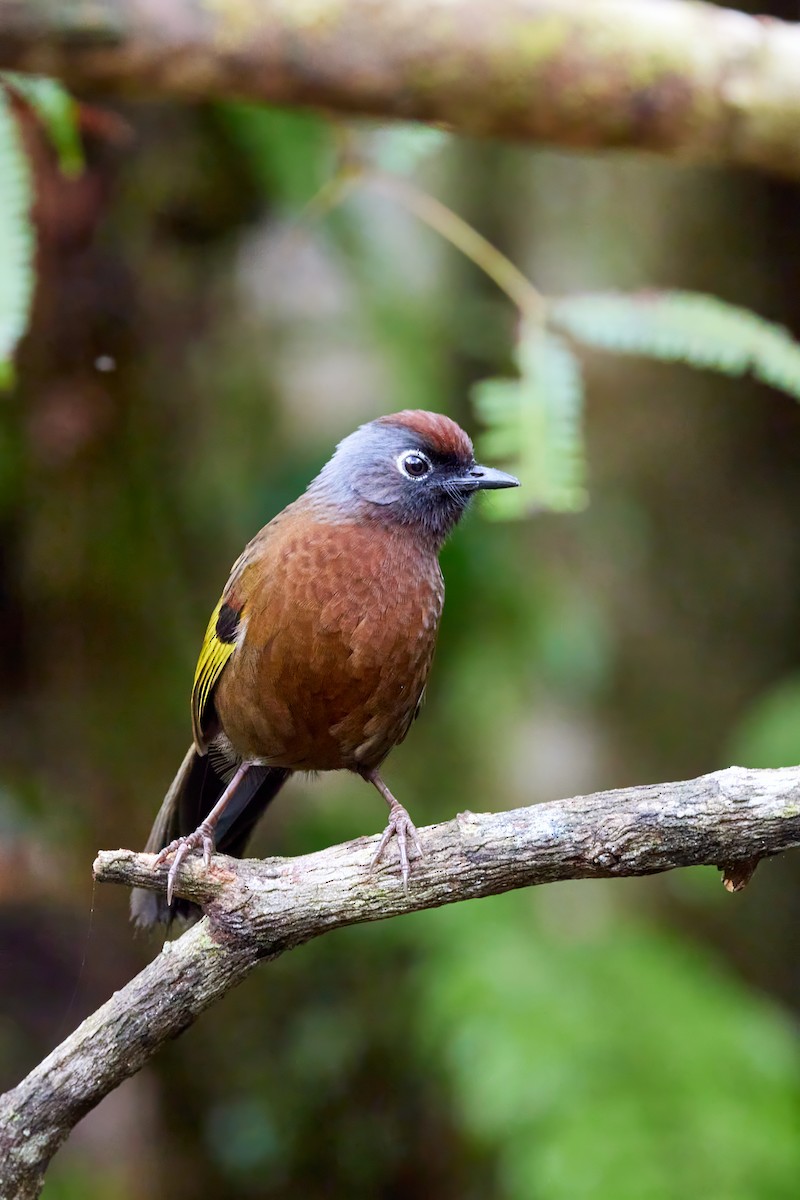 Malayan Laughingthrush - S S Cheema