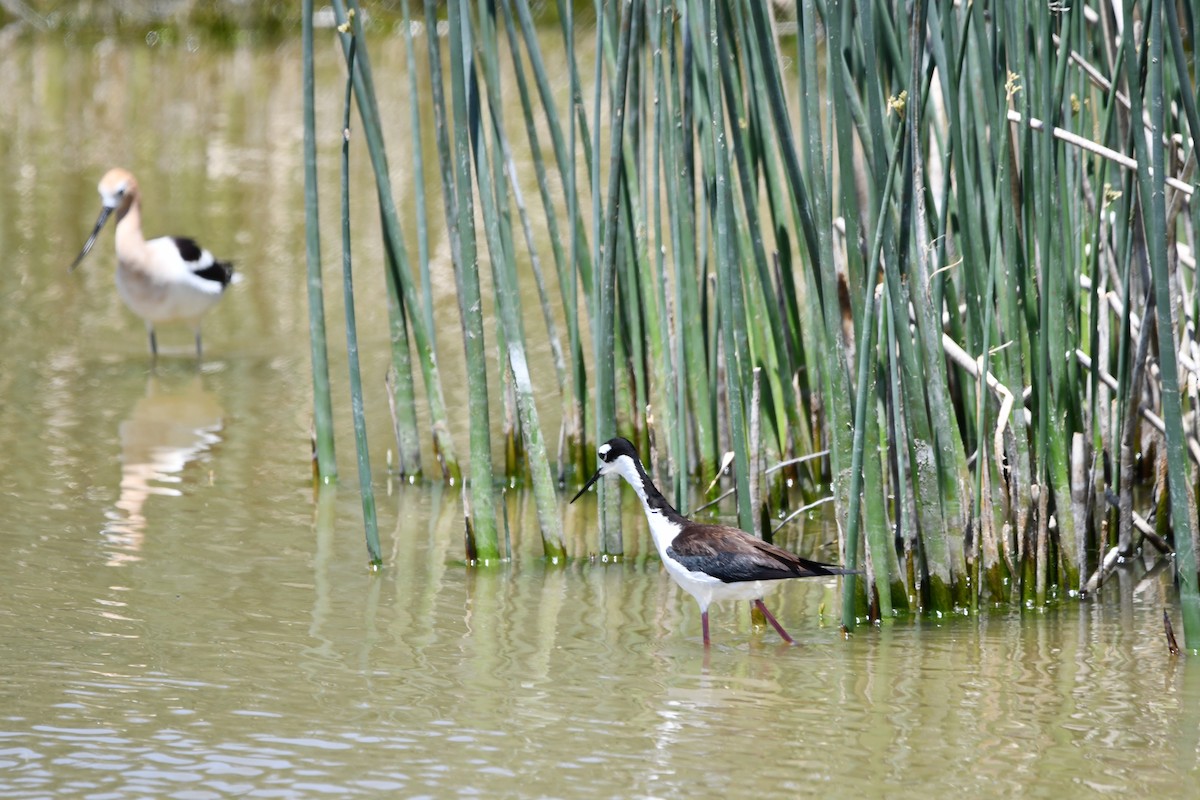 Black-necked Stilt - ML619444710