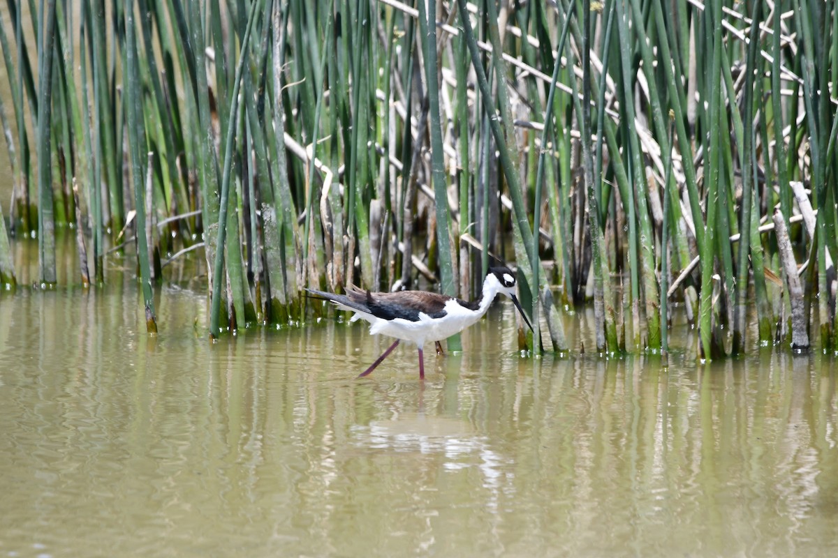 Black-necked Stilt - ML619444712