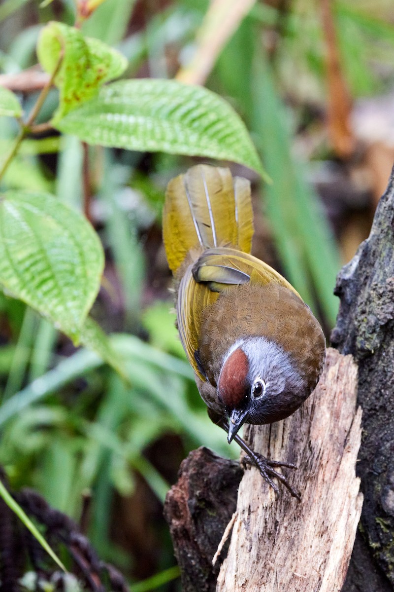 Malayan Laughingthrush - ML619444715