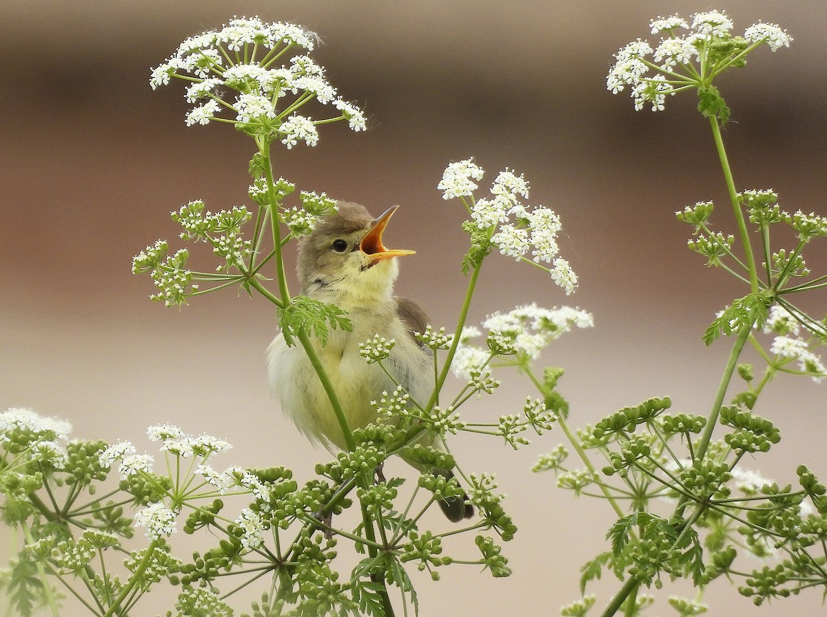 Melodious Warbler - Alfonso Rodrigo