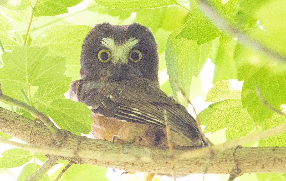 Northern Saw-whet Owl - Anuj Ghimire