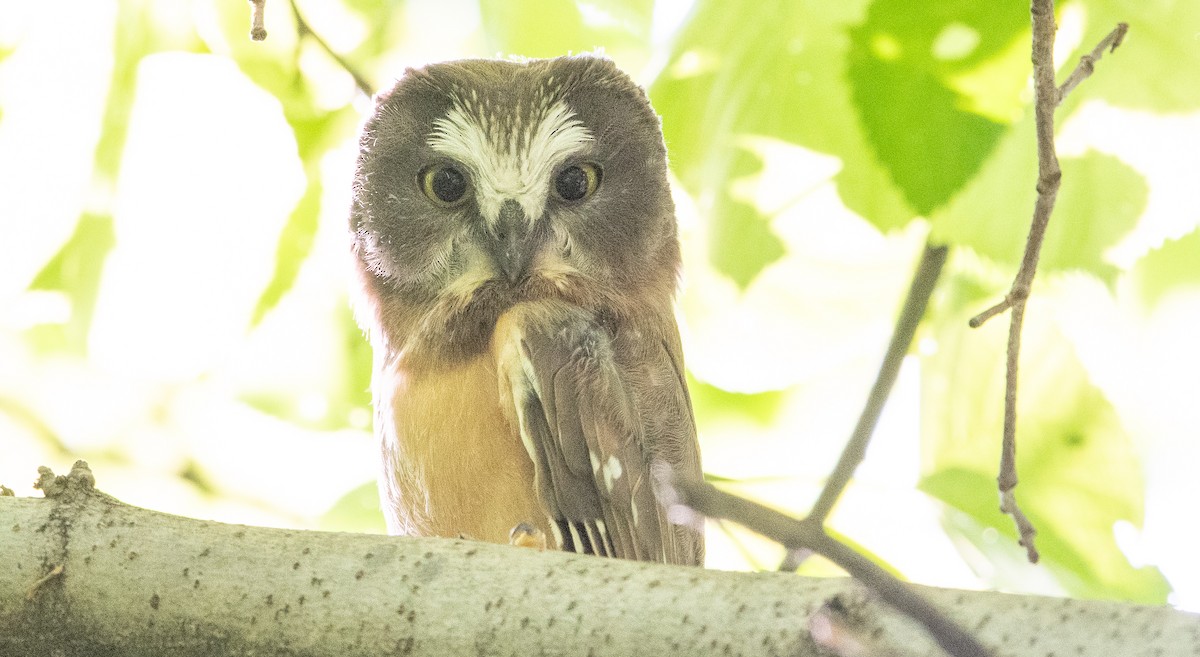Northern Saw-whet Owl - Anuj Ghimire