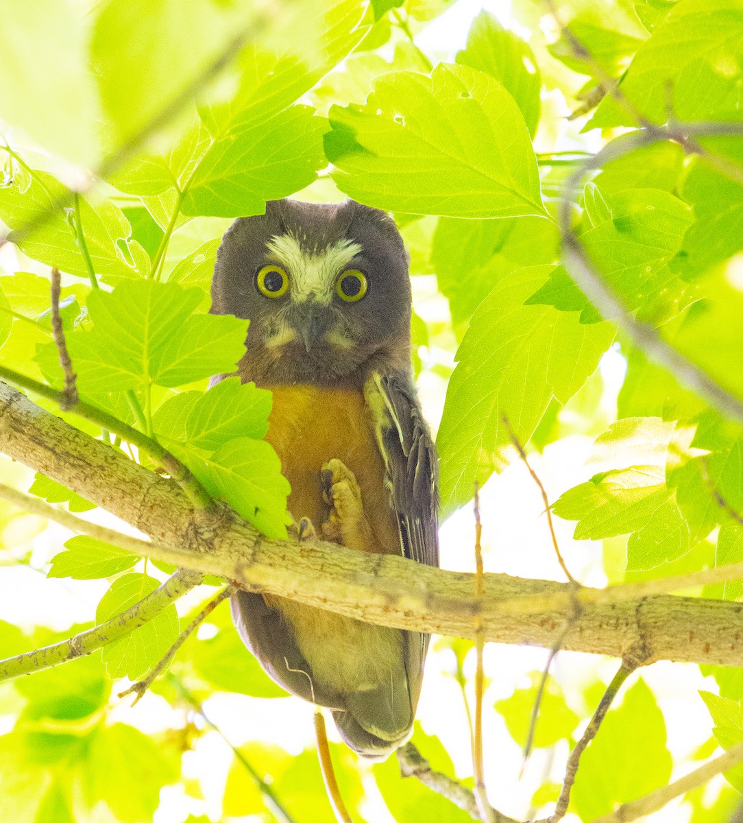 Northern Saw-whet Owl - Anuj Ghimire