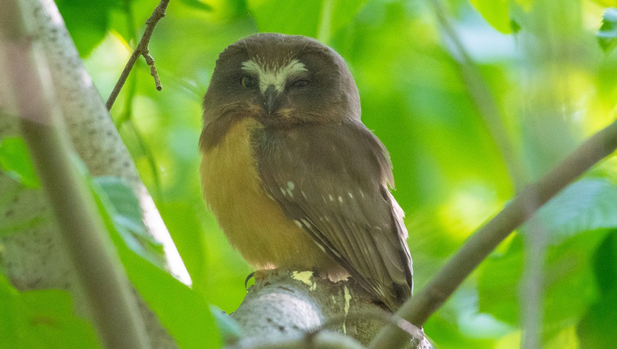 Northern Saw-whet Owl - Anuj Ghimire