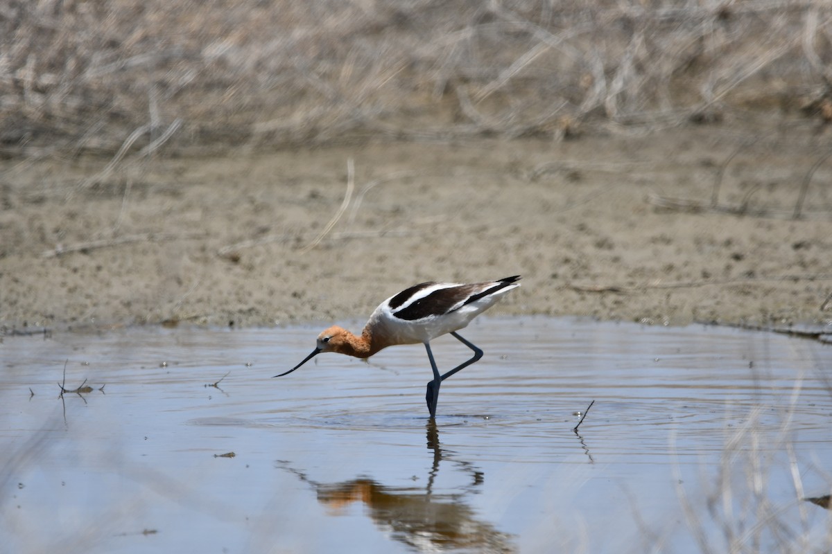 American Avocet - Lael Rudisill