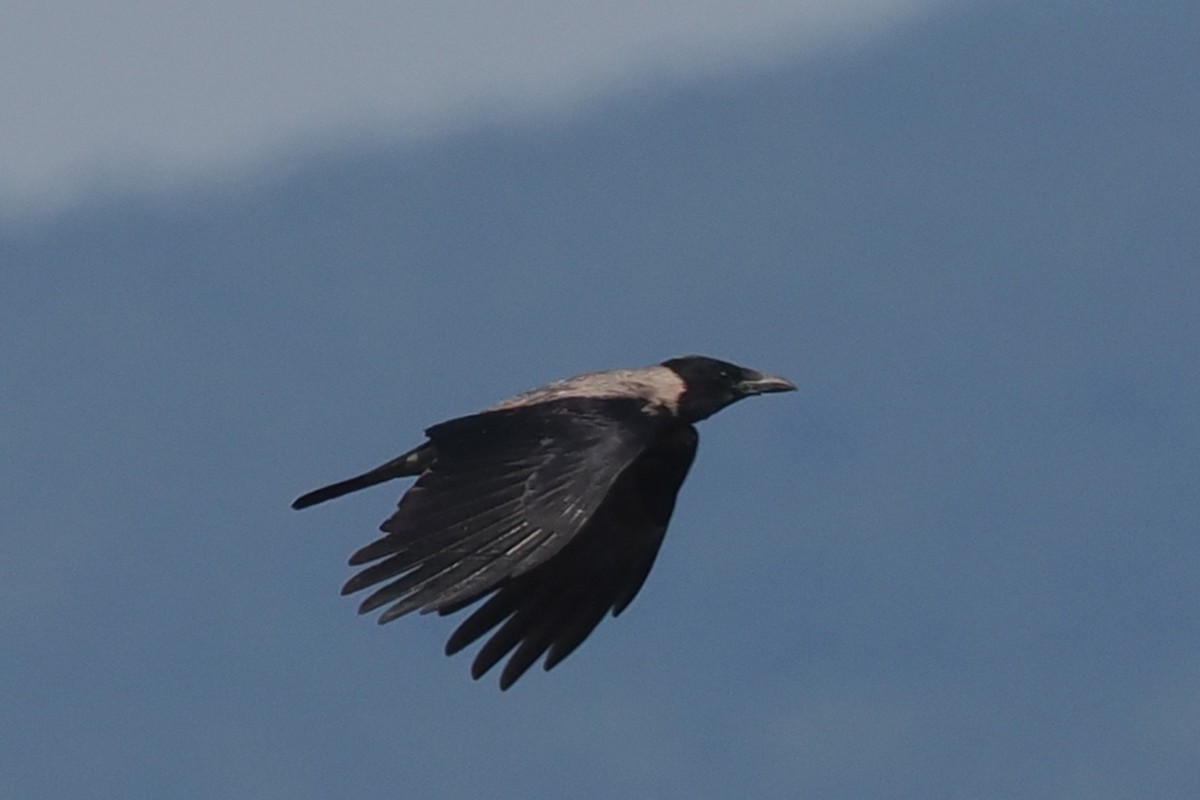 Hooded Crow - Donna Pomeroy