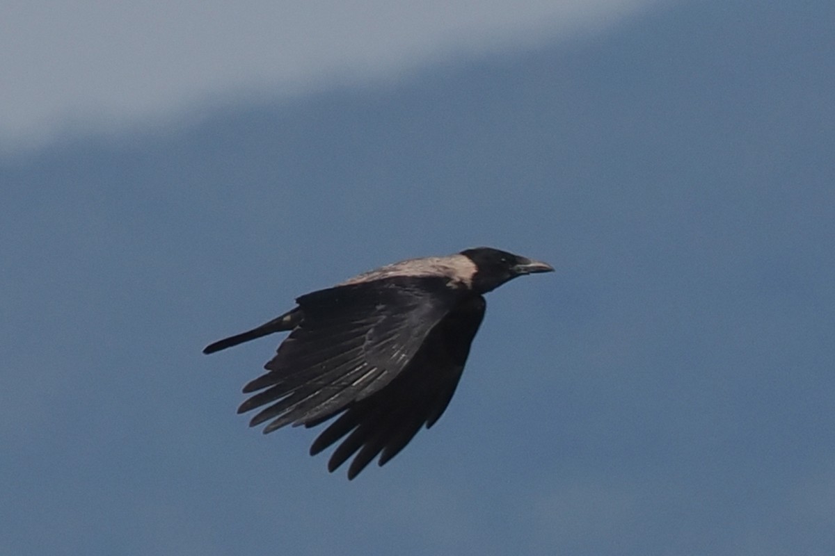 Hooded Crow - ML619444747