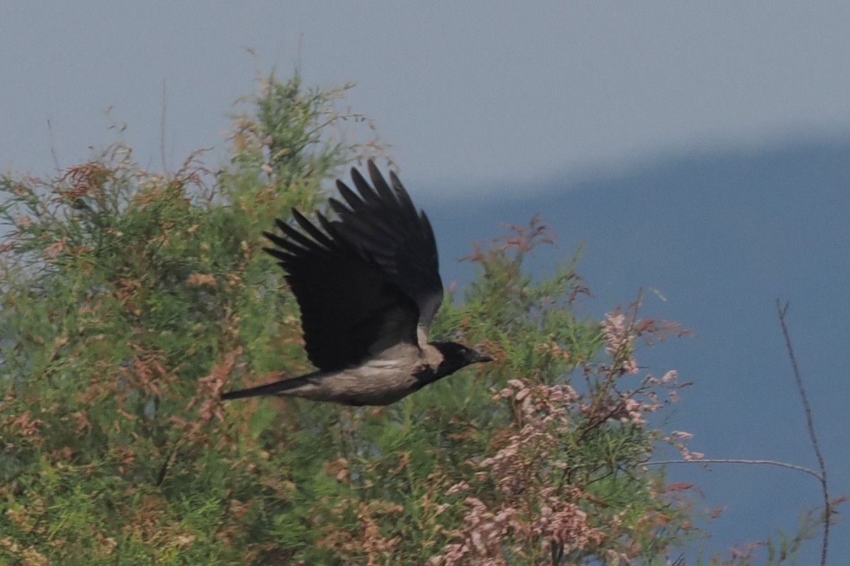 Hooded Crow - Donna Pomeroy