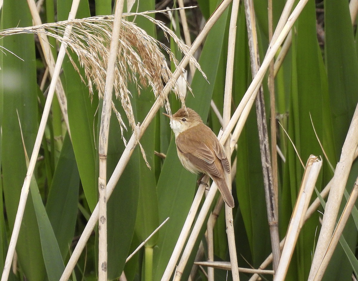 Common Reed Warbler - Alfonso Rodrigo