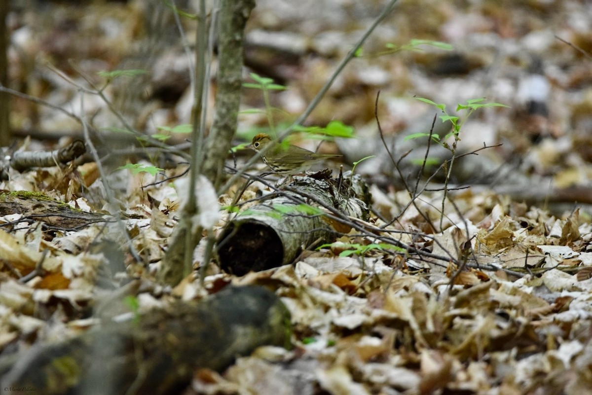 Ovenbird - Mario Pelletier