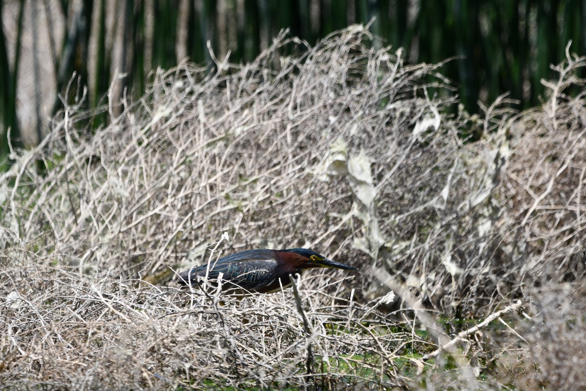 Green Heron - Lael Rudisill