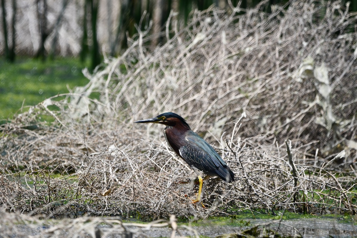 Green Heron - Lael Rudisill