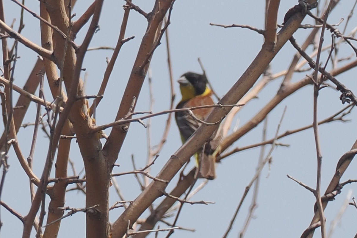 Black-headed Bunting - Donna Pomeroy