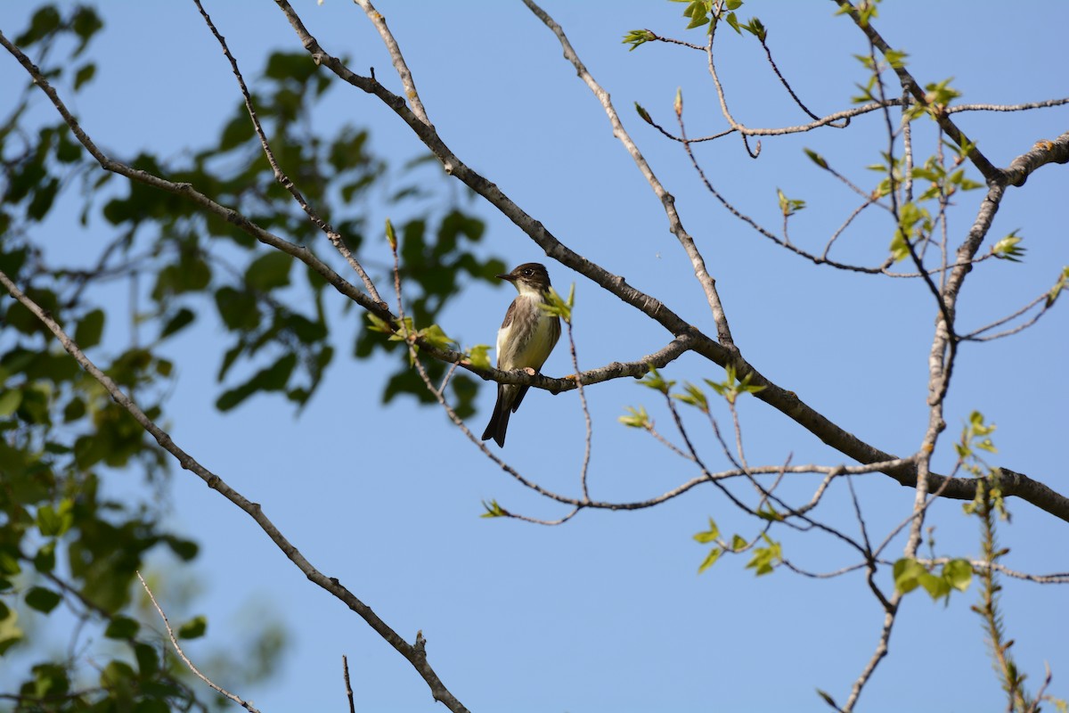 Olive-sided Flycatcher - ML619444772